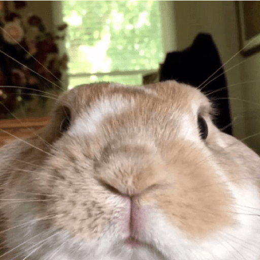 ╭・Conejoss𓂃❨˖ ₊ ⊹ 19