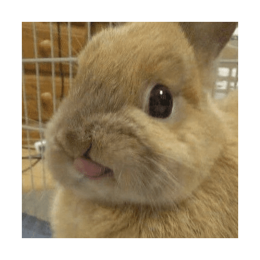 ╭・Conejoss𓂃❨˖ ₊ ⊹ 22