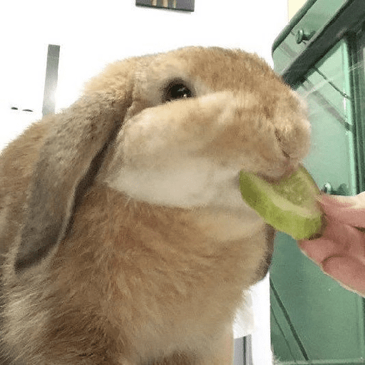╭・Conejoss𓂃❨˖ ₊ ⊹ 24