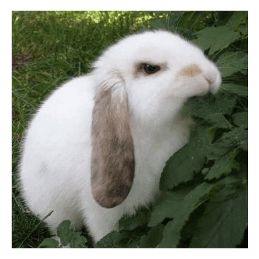 ╭・Conejoss𓂃❨˖ ₊ ⊹ 25
