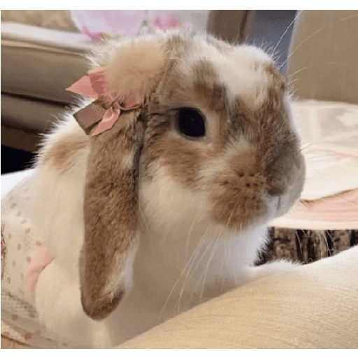 ╭・Conejoss𓂃❨˖ ₊ ⊹ 26