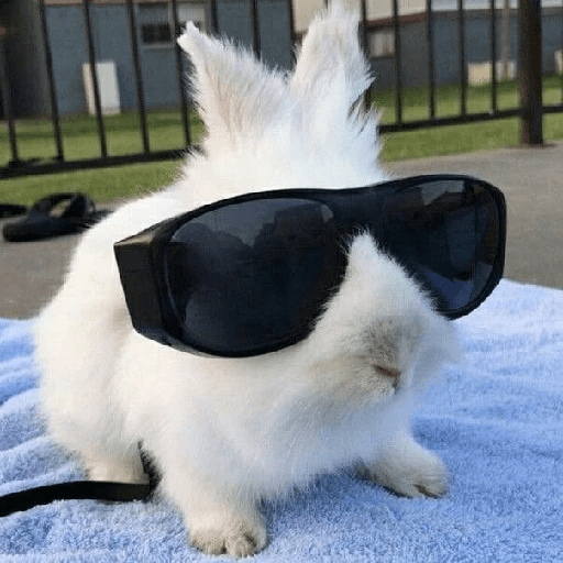 ╭・Conejoss𓂃❨˖ ₊ ⊹ 27