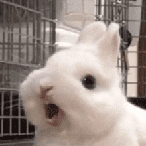 ╭・Conejoss𓂃❨˖ ₊ ⊹ 28