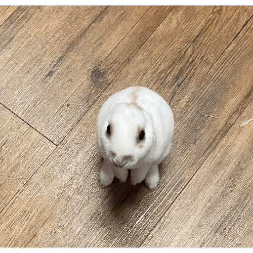 ╭・Conejoss𓂃❨˖ ₊ ⊹ 29