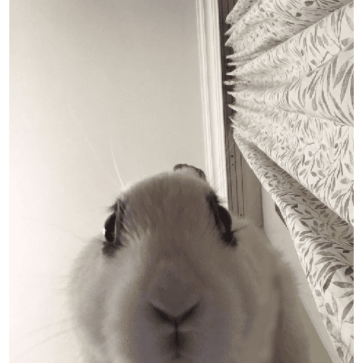 ╭・Conejoss𓂃❨˖ ₊ ⊹ 30