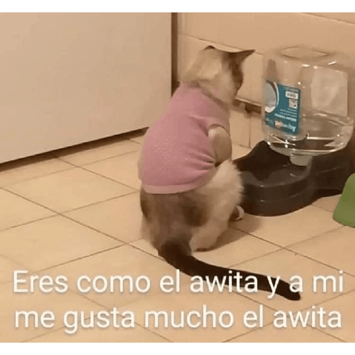 Memes pra qualquer situação 6