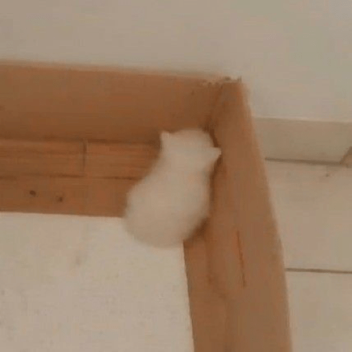 Gatitos random  13