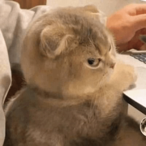 Gatitos random  11