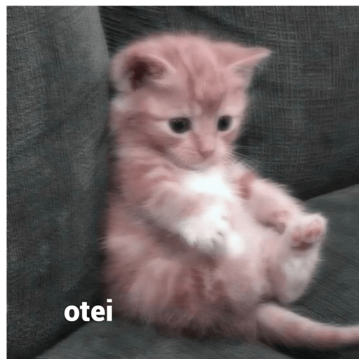 Gatitos random  20