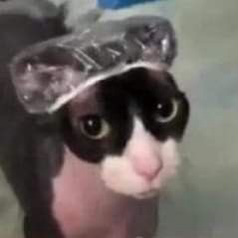 Gatitos random  27