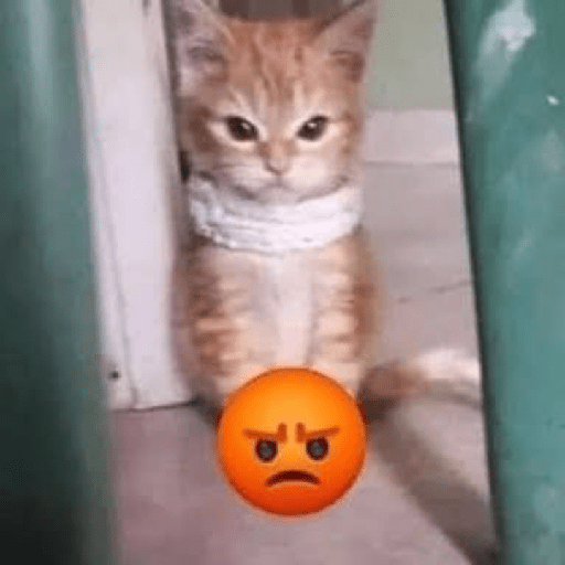 Cat expression 3