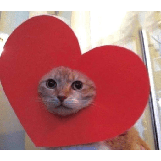 Cat expression 4