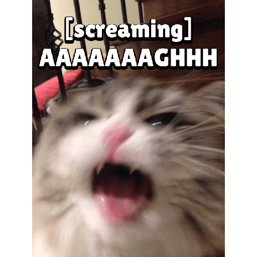 Cat expression 16
