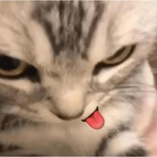 Cat expression 14