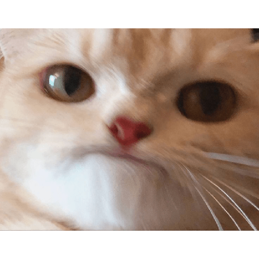 Cat expression 6