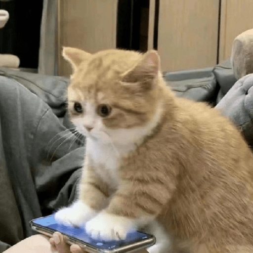 Cat expression 5