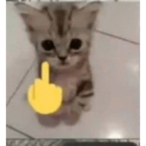 Cat expression 2