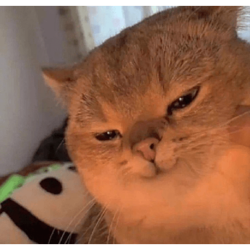 Cat expression 1