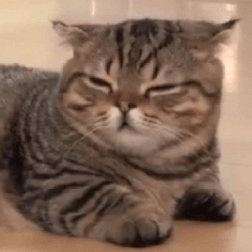 Cat expression 9