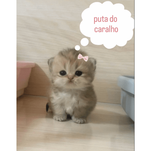 Minhas figurinhas 4