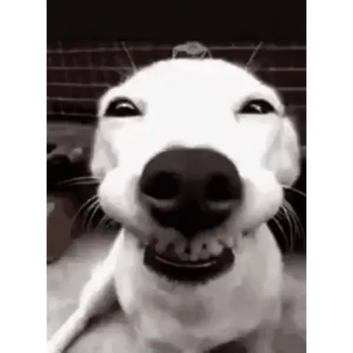 Meme dog marcolinoo 5