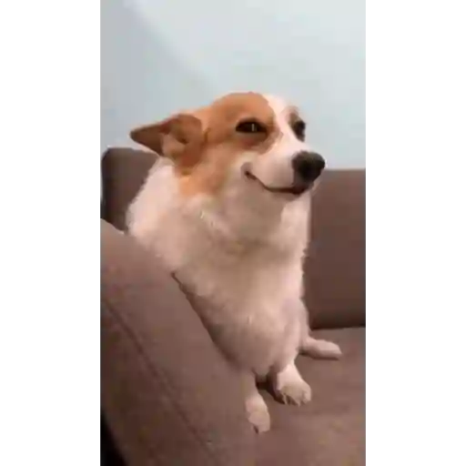 Meme dog marcolinoo 2