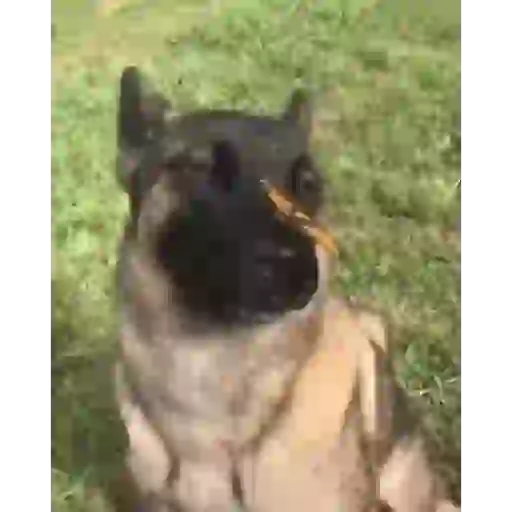 Meme dog marcolinoo 1