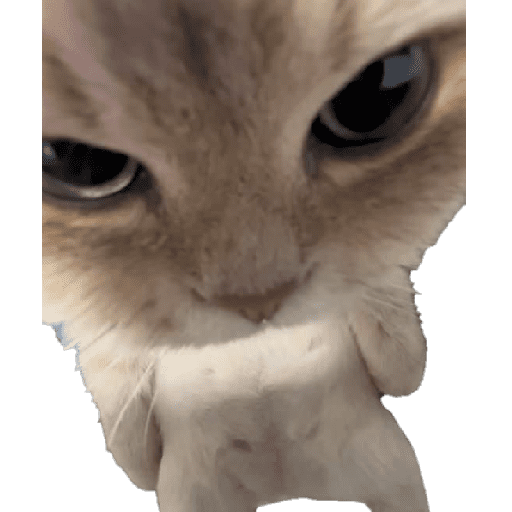 Jeje 26
