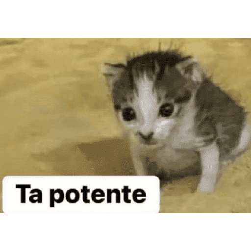 Jeje 22