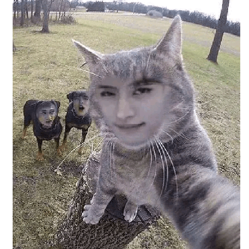 『perritos🐶🐱』 30