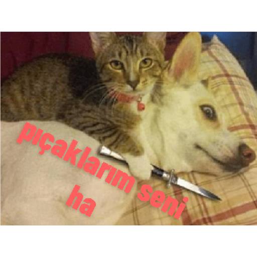 Beyin yok ki!! 3