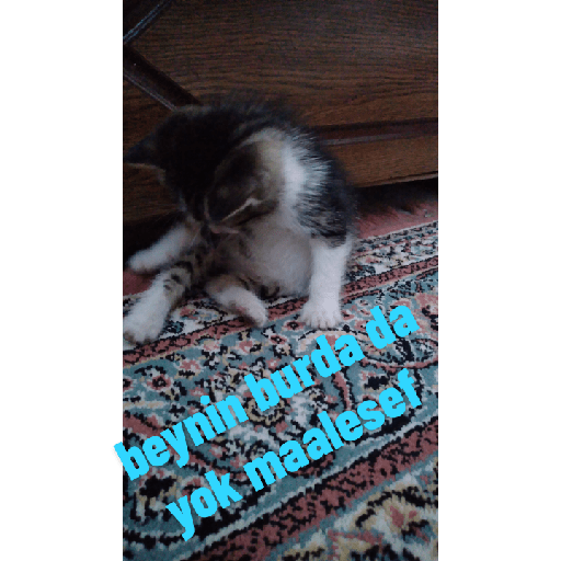 Beyin yok ki!! 1