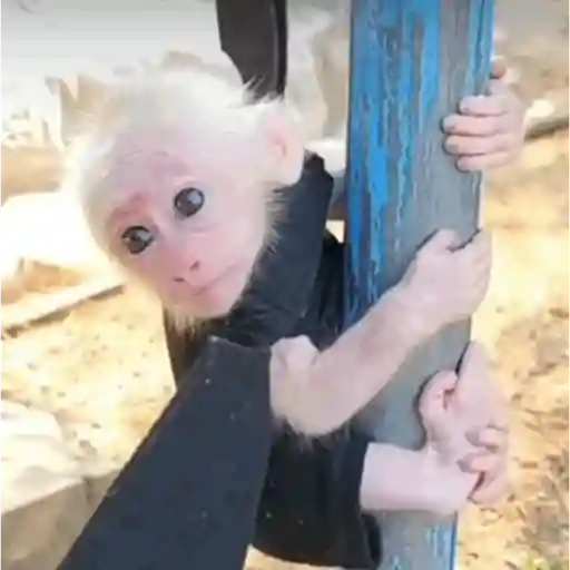 Monkeycrazys 🦍🦧 3