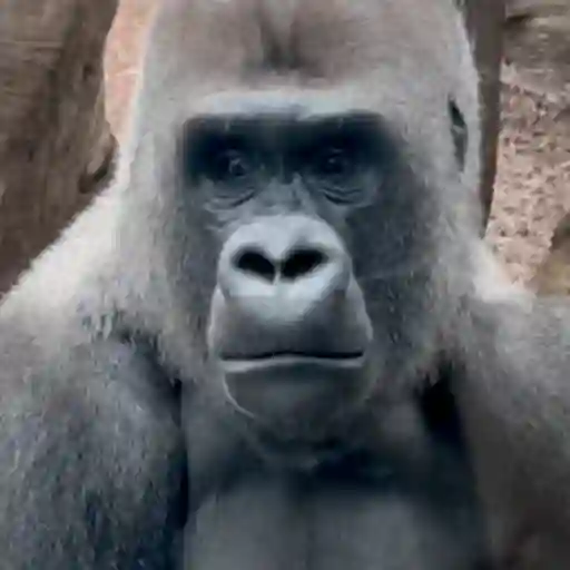 🐵 Monkey crazys 🐒 2