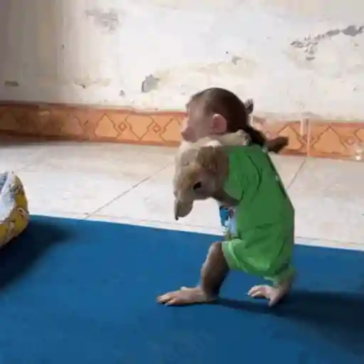 🐵 Monkey crazys 🐒 3