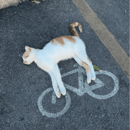 Gatitos  3