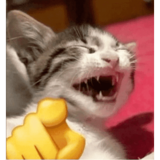 Gatitos  6