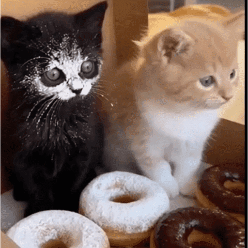 Gatitos  9