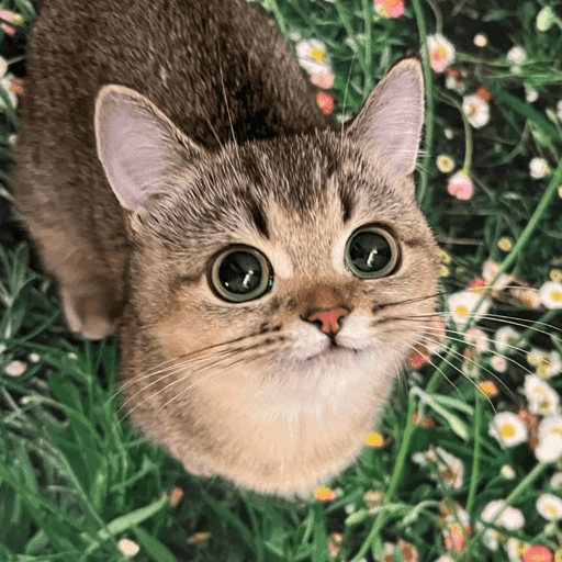 Gatitos  8