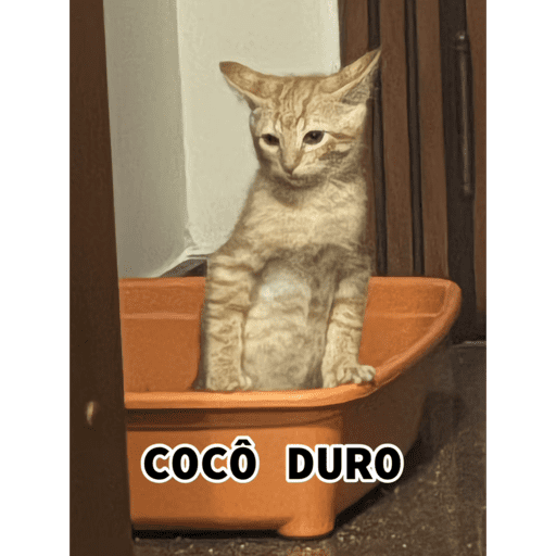 Gatitos  2