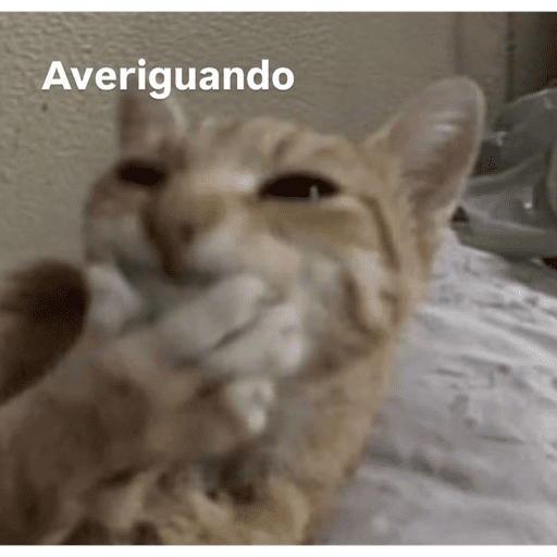 Gatitos  4