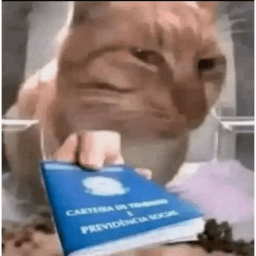 Gatitos  14