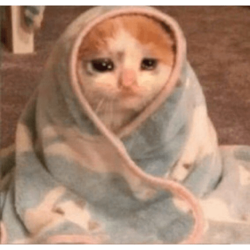 Gatinhos  6