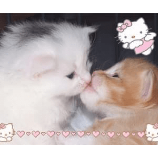 Gatinhos  3