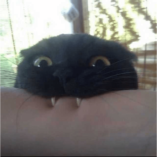 Gatinhos  22