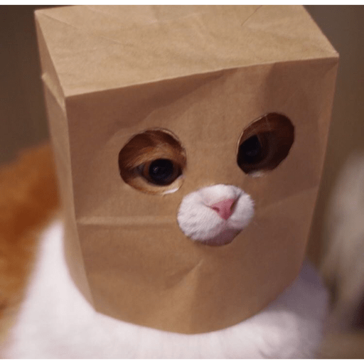 Gatinhos  11