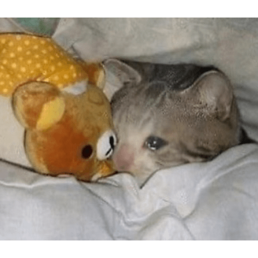 Gatinhos  18