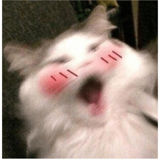 Gatinhos  13