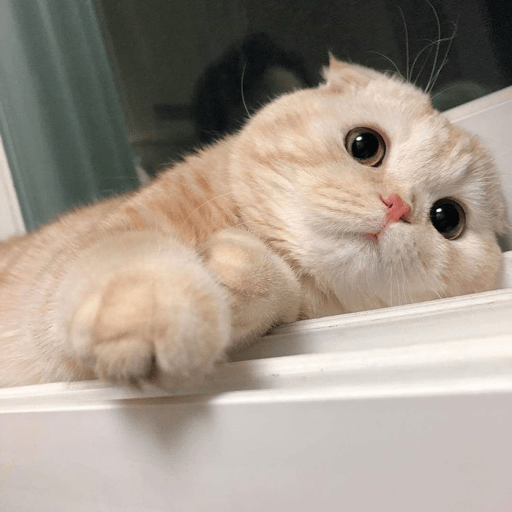 Gatinhos  21