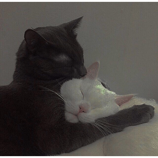 Gatinhos  4